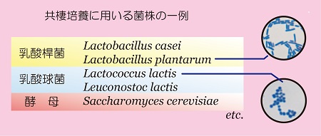 菌株